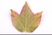 Photo Texture of Leaf 0051
